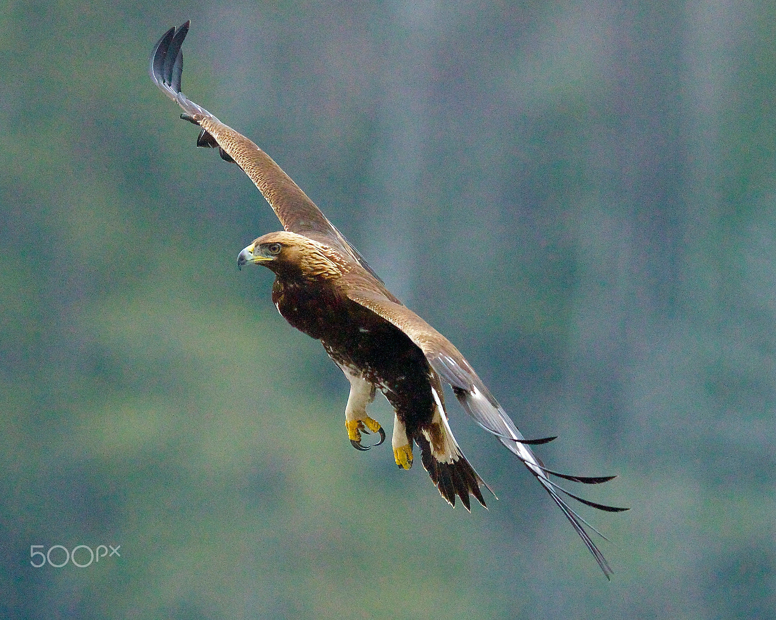 Canon EOS-1D X + Canon EF 400mm F2.8L IS II USM sample photo. Golden eagle photography