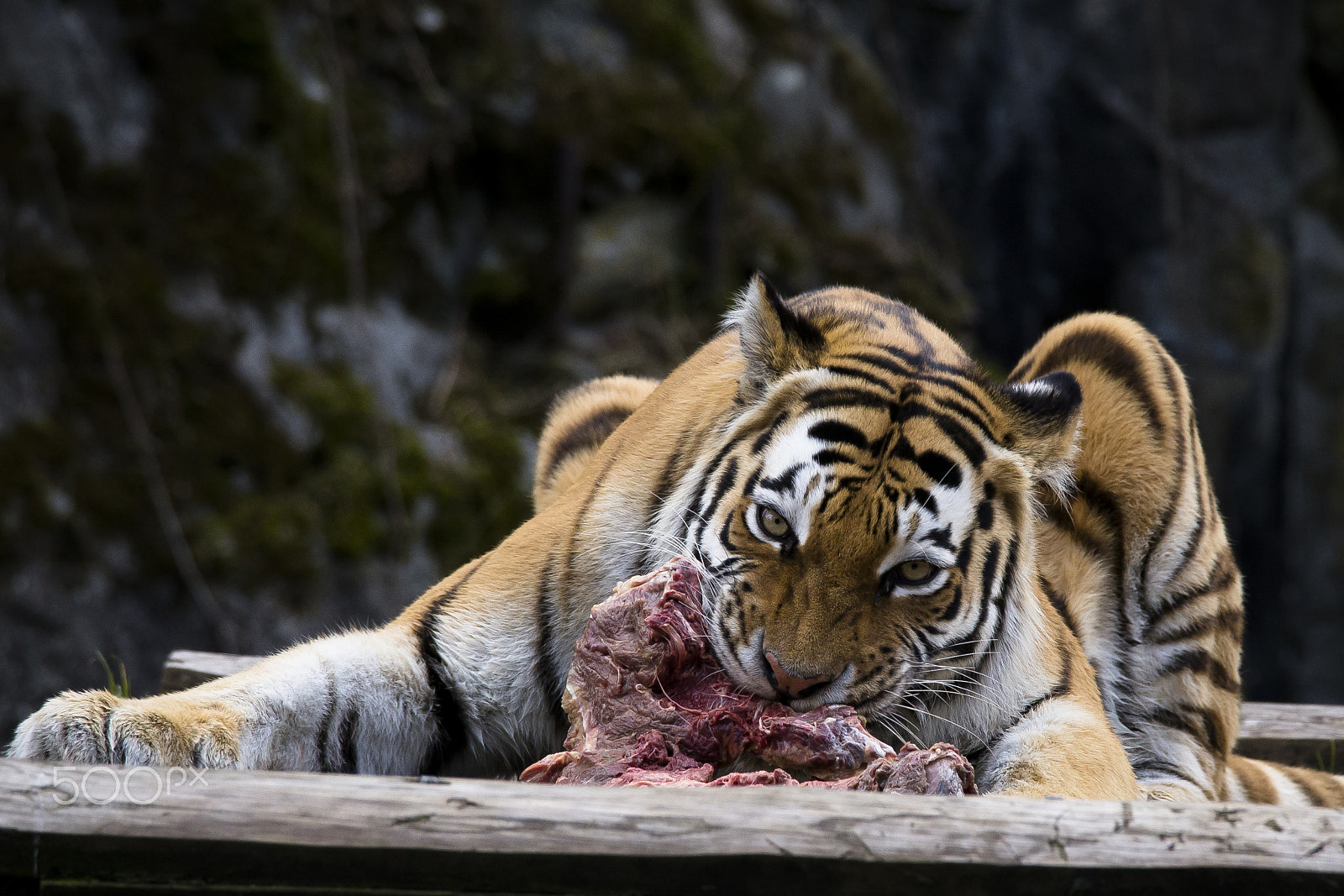 Sigma 150-600mm F5-6.3 DG OS HSM | C sample photo. Eating photography