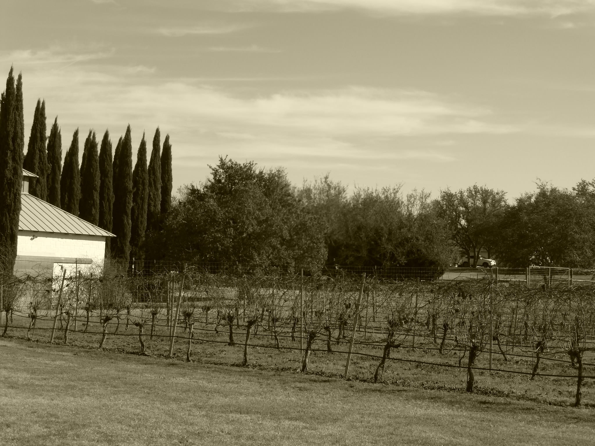 Panasonic Lumix DMC-ZS20 (Lumix DMC-TZ30) sample photo. Vineyard photography