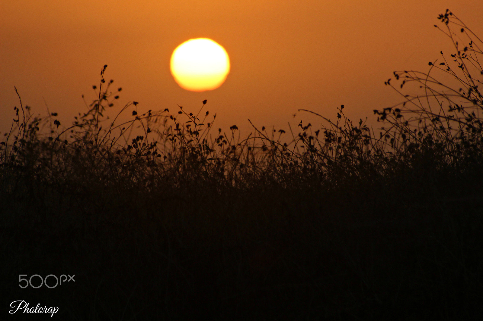 Canon EOS 600D (Rebel EOS T3i / EOS Kiss X5) + Canon EF 100-300mm f/5.6 sample photo. Soneto de sol photography