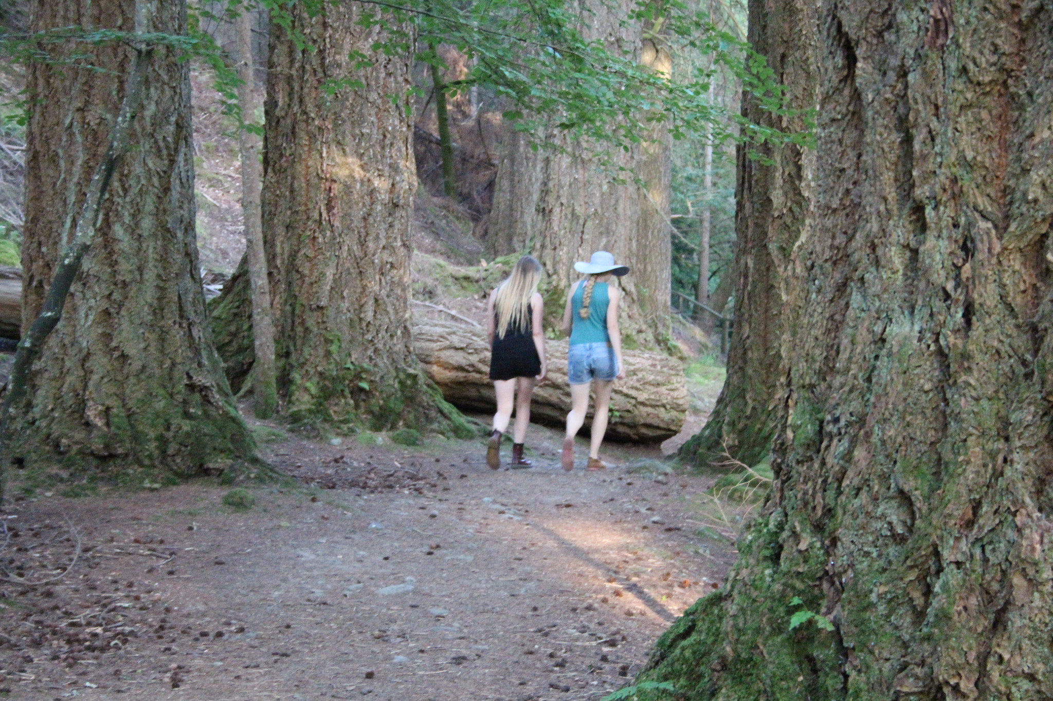 Canon EF-S 18-55mm F3.5-5.6 II sample photo. Walking in an old forest photography