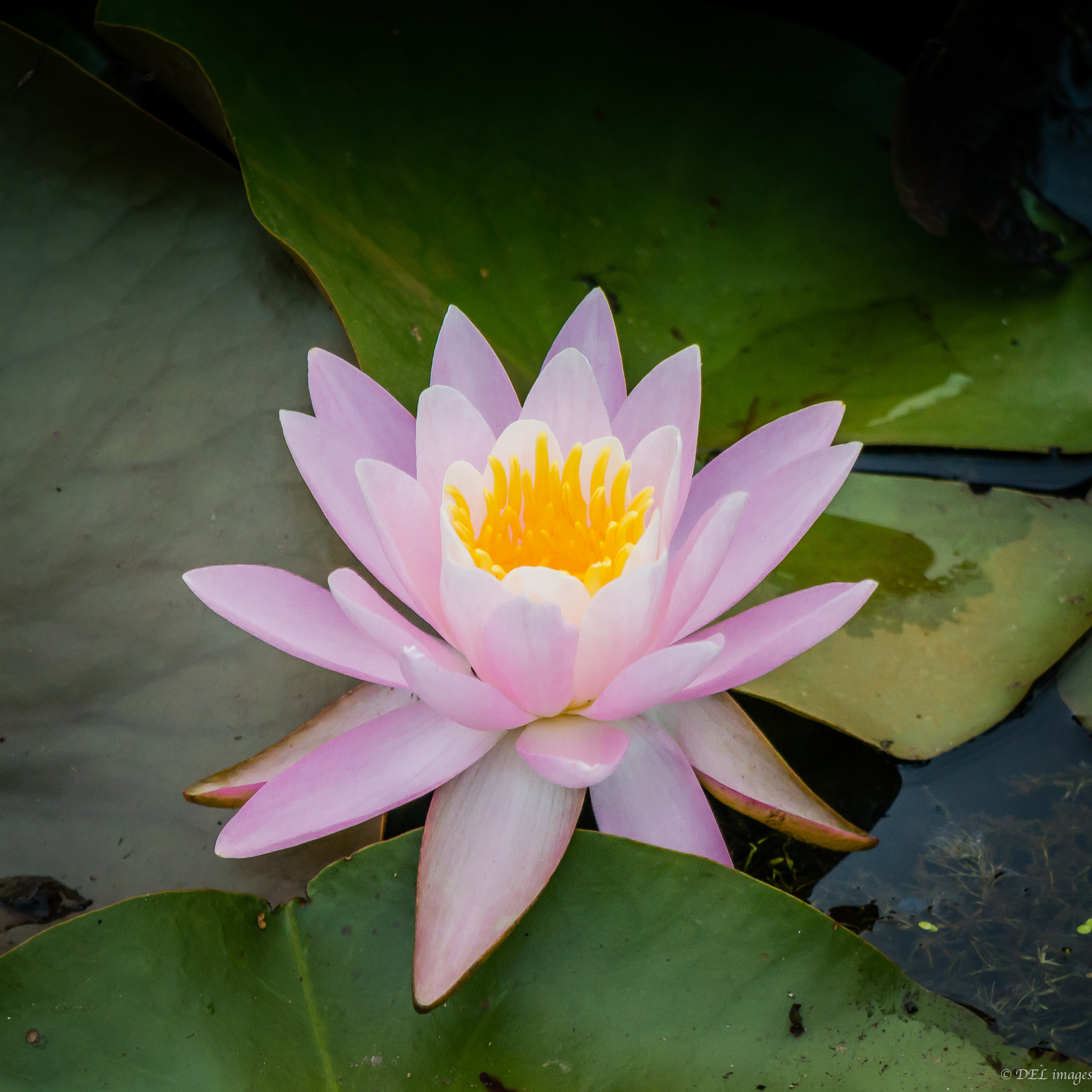 Panasonic Lumix DMC-GX7 + Panasonic Lumix G Vario 45-200mm F4-5.6 OIS sample photo. Pink water lily photography