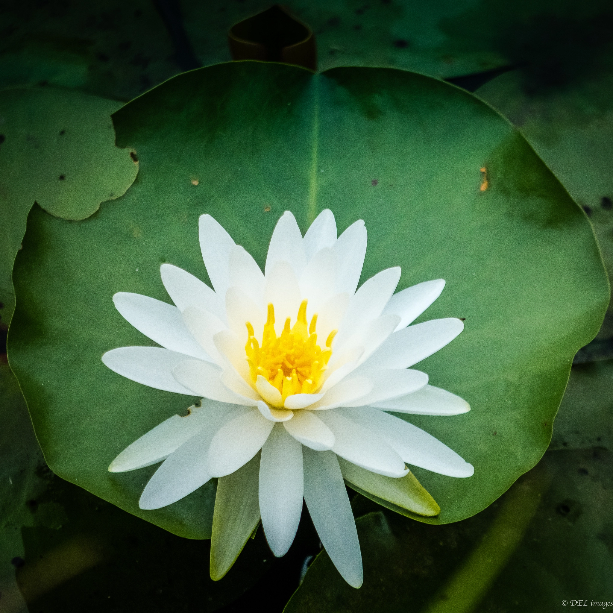 Panasonic Lumix DMC-GX7 + Panasonic Lumix G Vario 45-200mm F4-5.6 OIS sample photo. White water lily photography