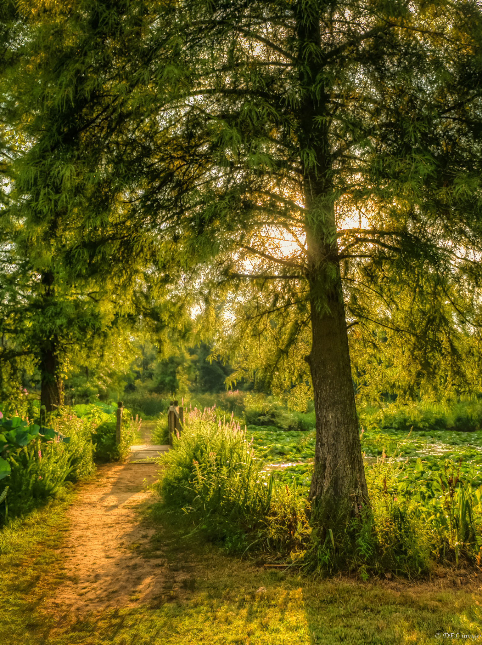 Panasonic Lumix DMC-GX7 sample photo. Path in the wetlands photography