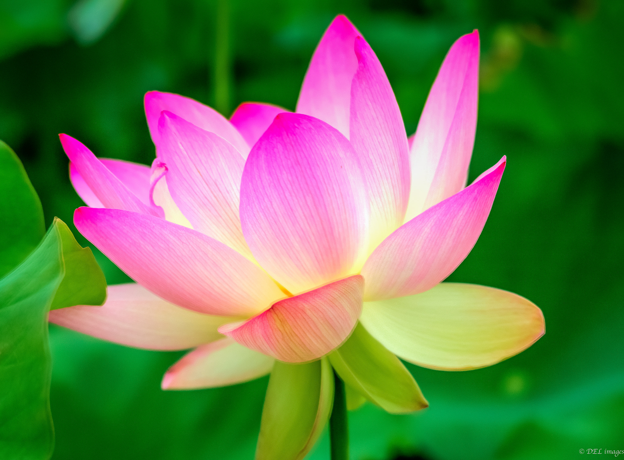 Panasonic Lumix G Vario 45-200mm F4-5.6 OIS sample photo. Lotus blossom photography
