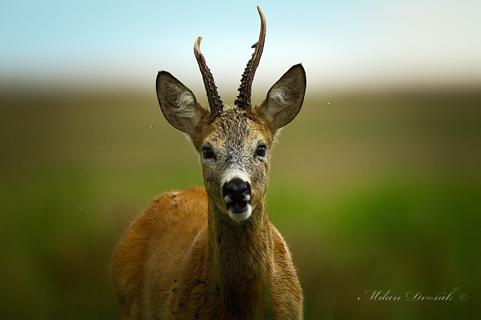 Canon EOS 7D Mark II + Canon EF 300mm F2.8L IS USM sample photo. Surrounded by a fly photography