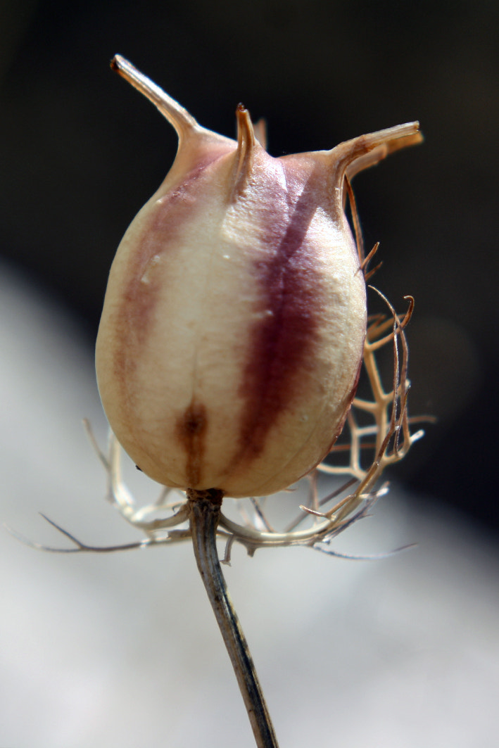 Canon EF 38-76mm f/4.5-5.6 sample photo. 107.jpg photography