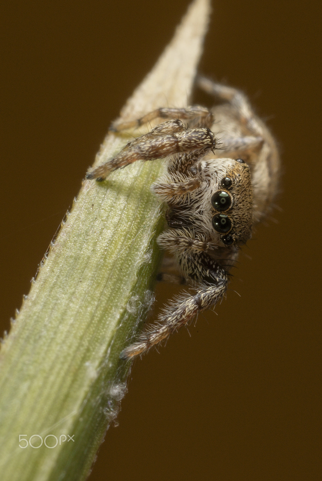 Canon MP-E 65mm F2.5 1-5x Macro Photo sample photo. Saltarina photography