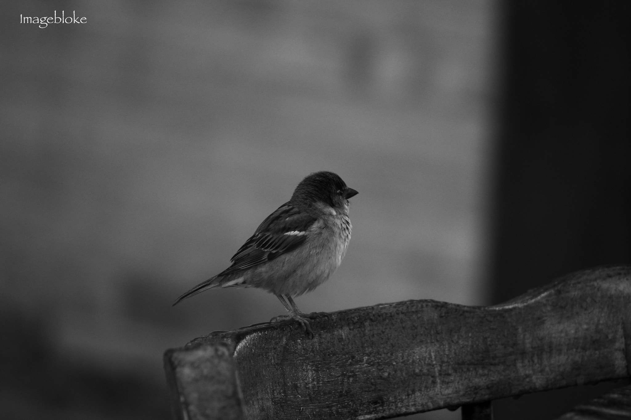 Canon EF75-300mm f/4-5.6 sample photo