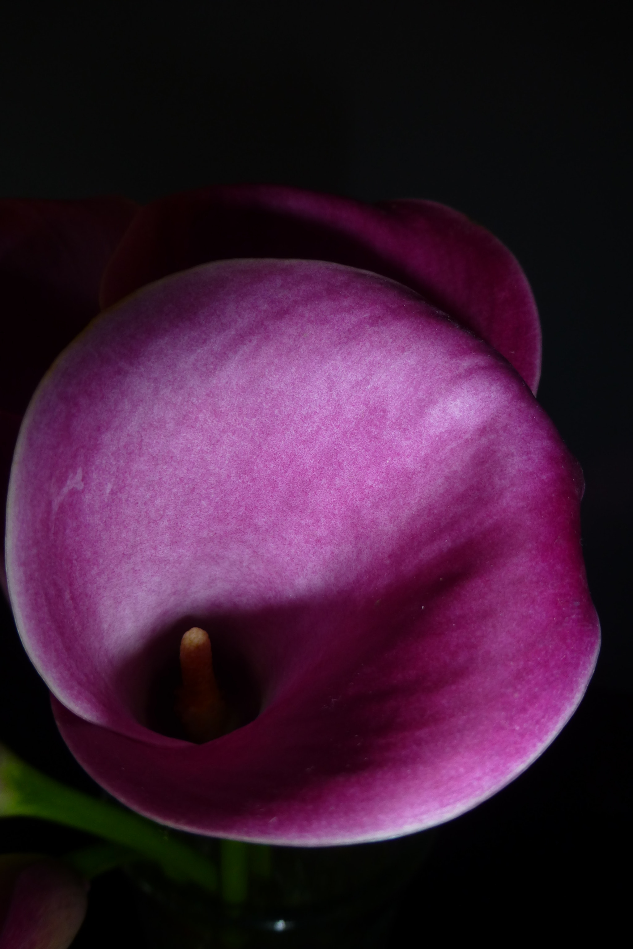 Panasonic Lumix DMC-ZS20 (Lumix DMC-TZ30) sample photo. Purple calla lily photography