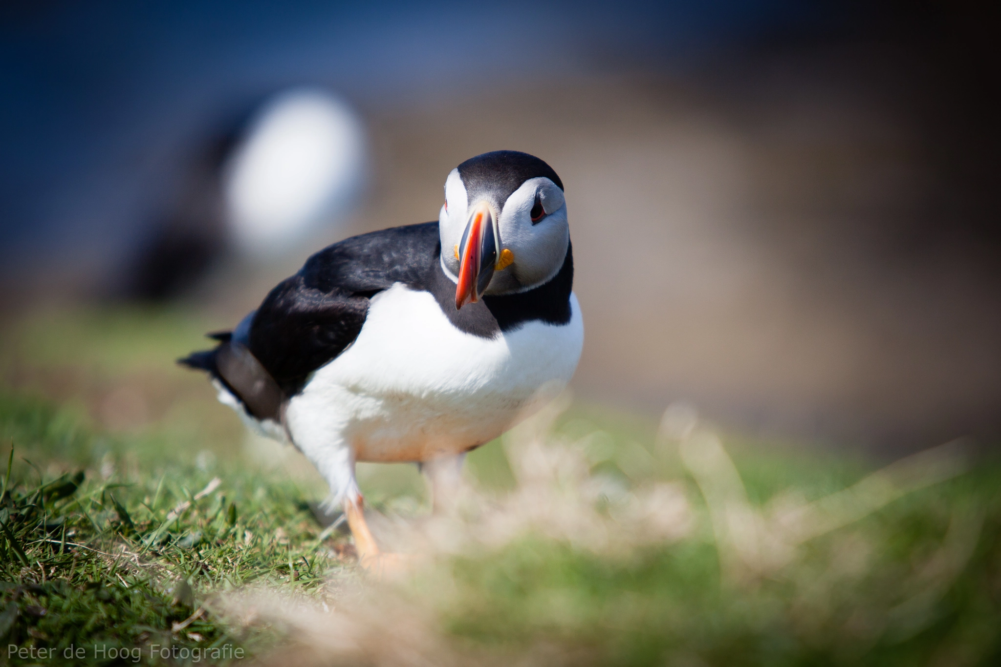 Canon EOS 5D Mark II + Canon EF 70-200mm F2.8L USM sample photo. Puffin @ lunga photography