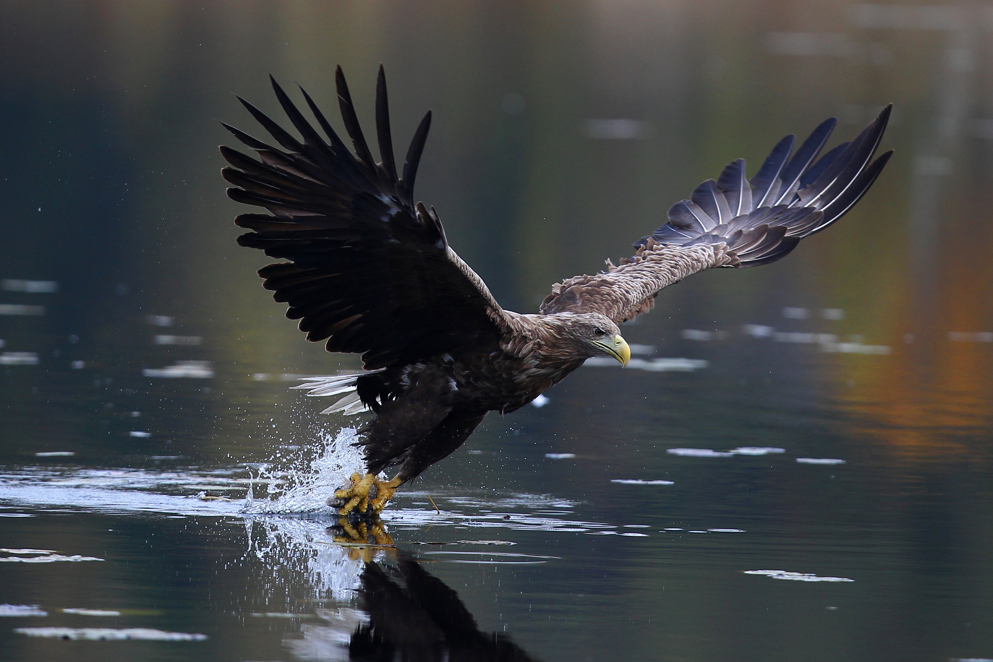 Canon EF 400mm F2.8L IS USM sample photo. White tailed eagle hunting photography