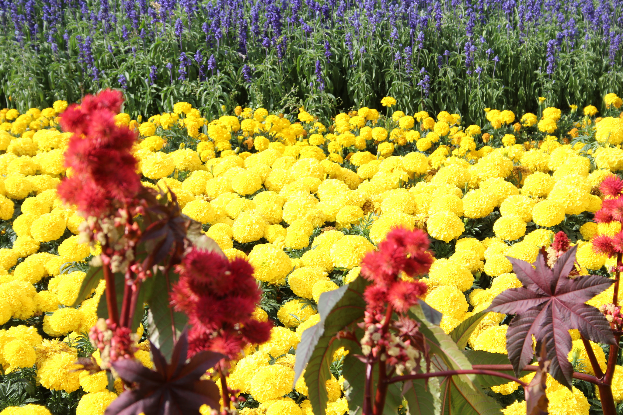 Canon EF-S 18-55mm F3.5-5.6 II sample photo. Flowers photography
