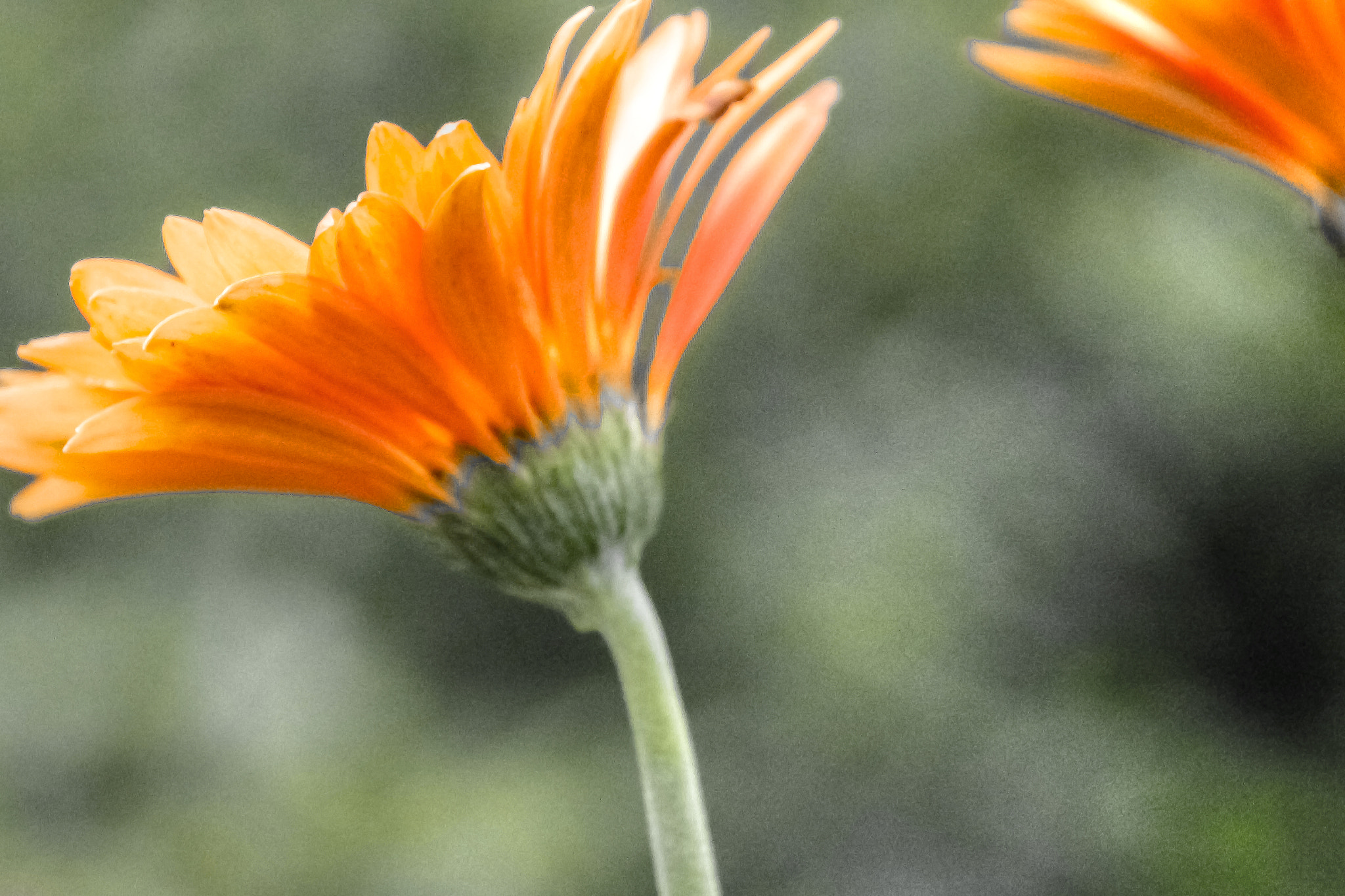 Canon EOS 100D (EOS Rebel SL1 / EOS Kiss X7) sample photo. Peach photography
