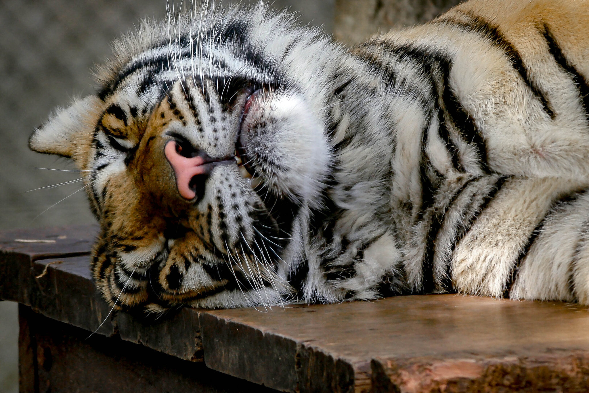 Samsung NX500 + NX 50-200mm F4-5.6 sample photo. Chiang mai (thailand) - tiger photography