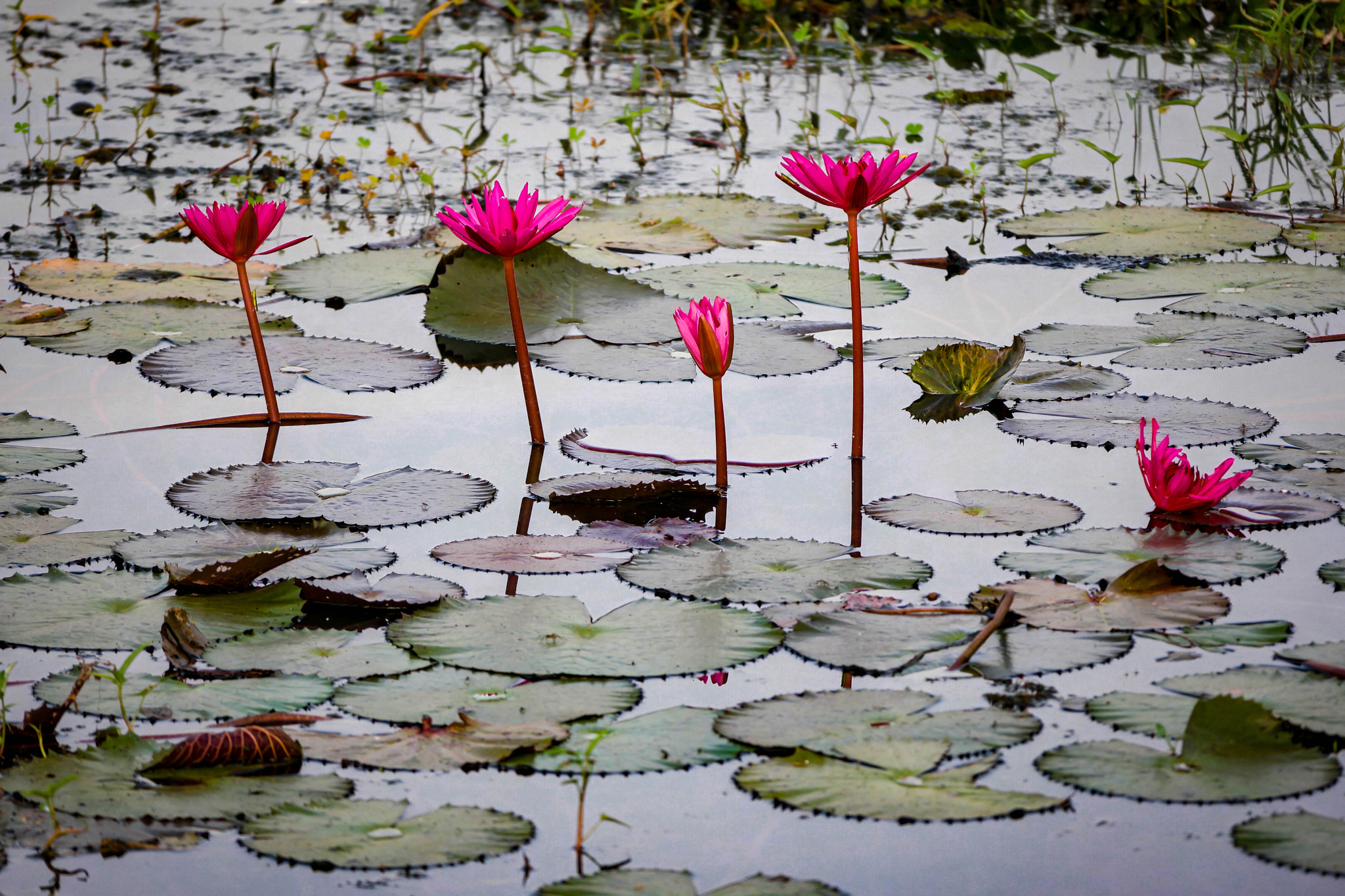 Samsung NX500 + NX 50-200mm F4-5.6 sample photo. Siem reap (cambodia) - flowers photography