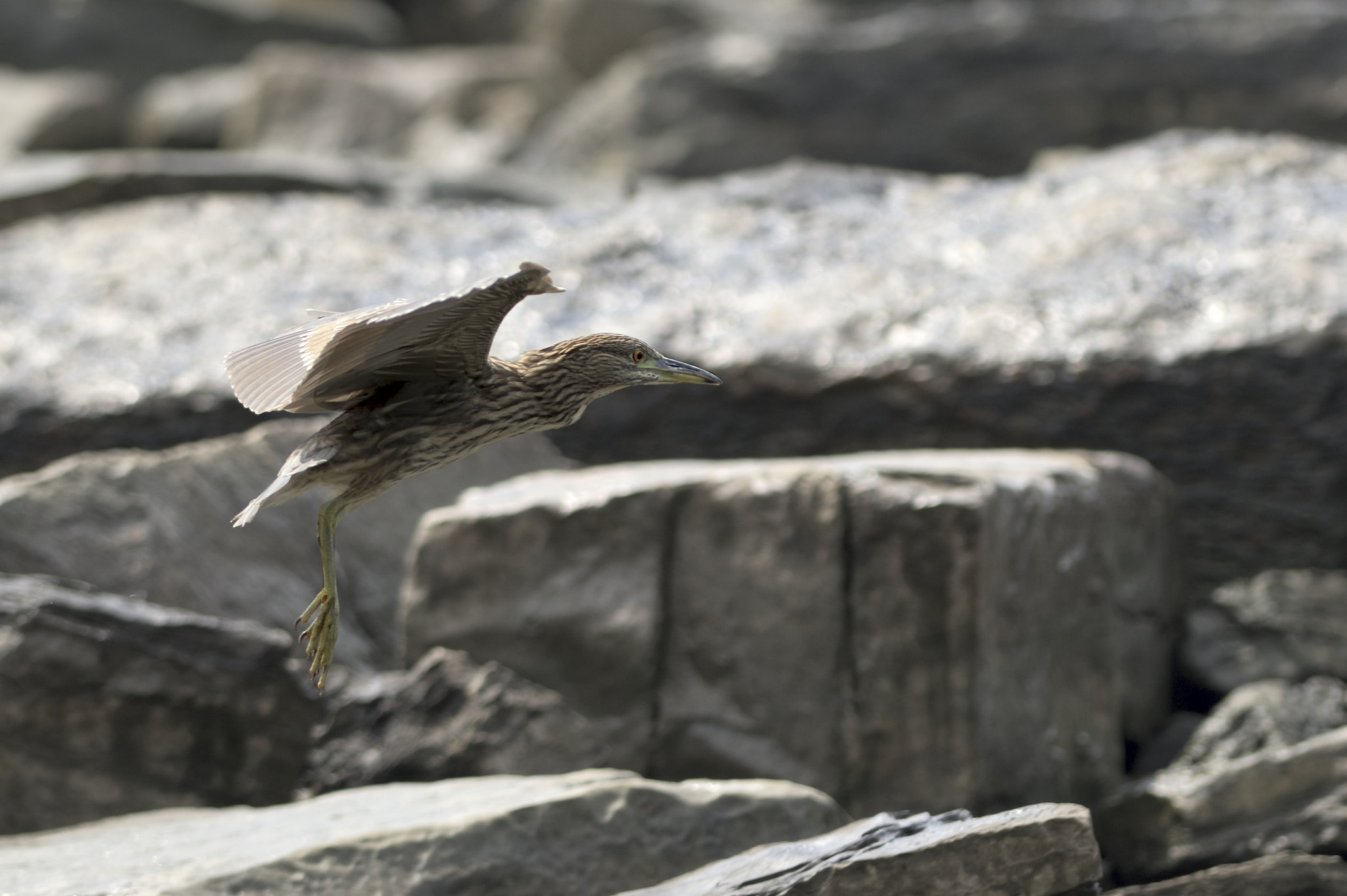 Nikon D810 + Nikon AF-S Nikkor 300mm F2.8G ED-IF VR sample photo. Juvenile black crowned in flight photography