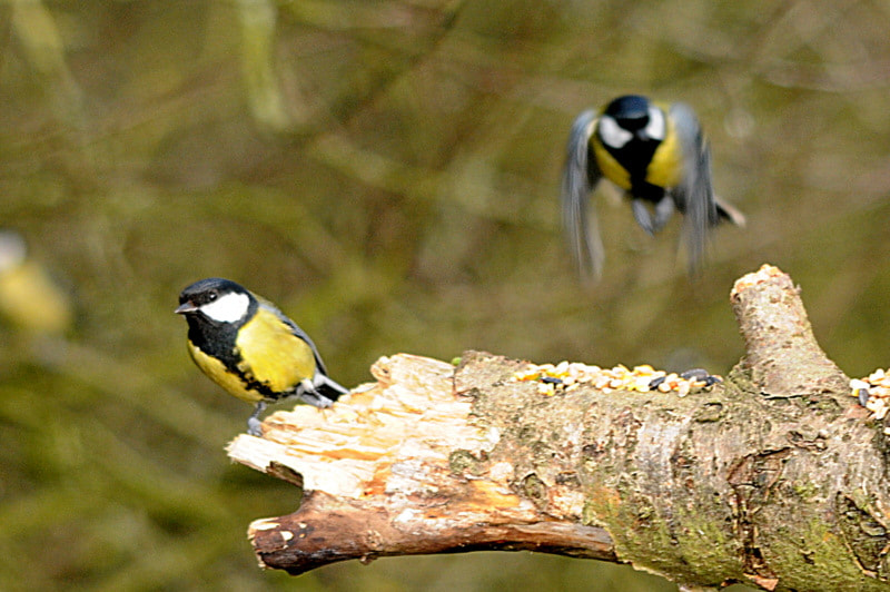Sigma 150-500mm F5-6.3 DG OS HSM sample photo. Birds photography