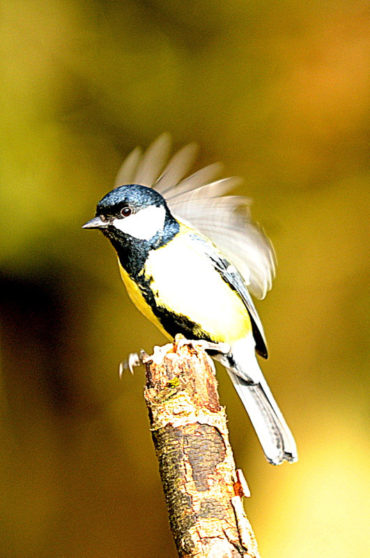 Sigma 150-500mm F5-6.3 DG OS HSM sample photo. Birds photography