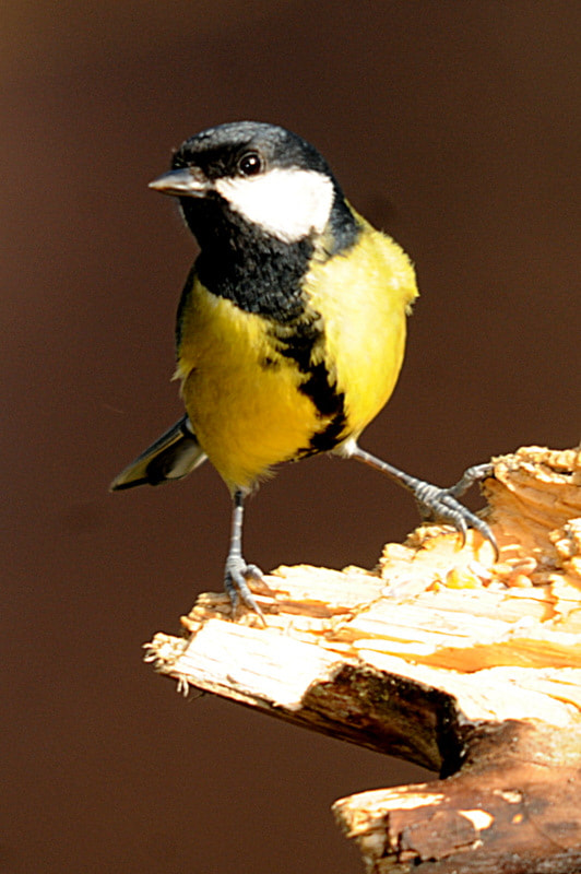 Sigma 150-500mm F5-6.3 DG OS HSM sample photo. Birds photography