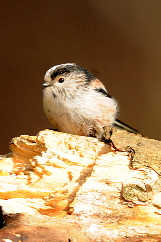 Sigma 150-500mm F5-6.3 DG OS HSM sample photo. Birds photography
