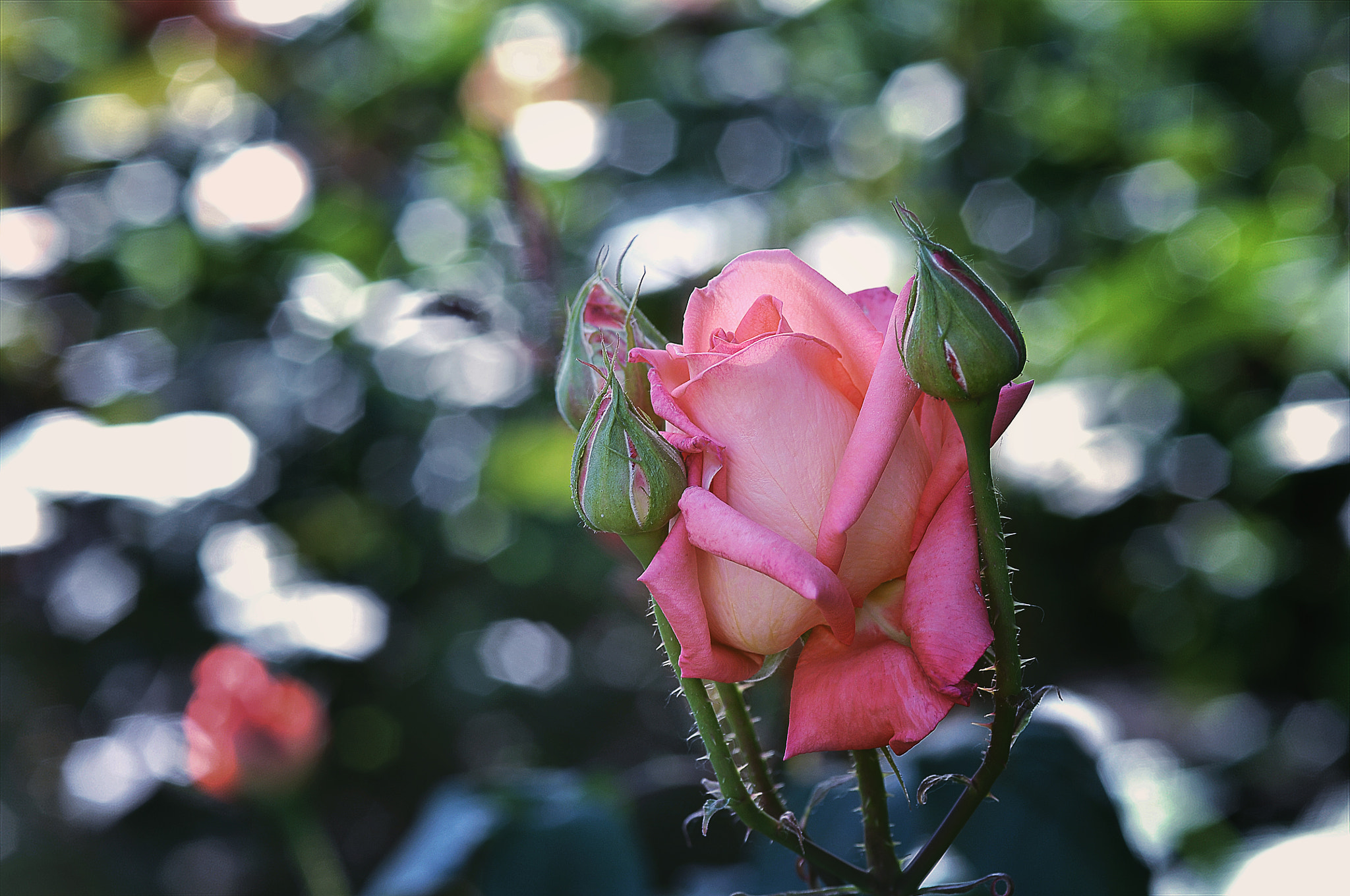 AF Micro-Nikkor 105mm f/2.8 sample photo. Роза photography
