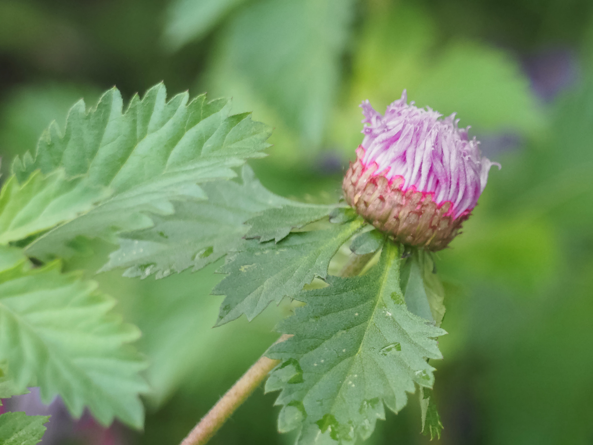 Olympus Zuiko Digital ED 40-150mm F4.0-5.6 sample photo. The awakening photography