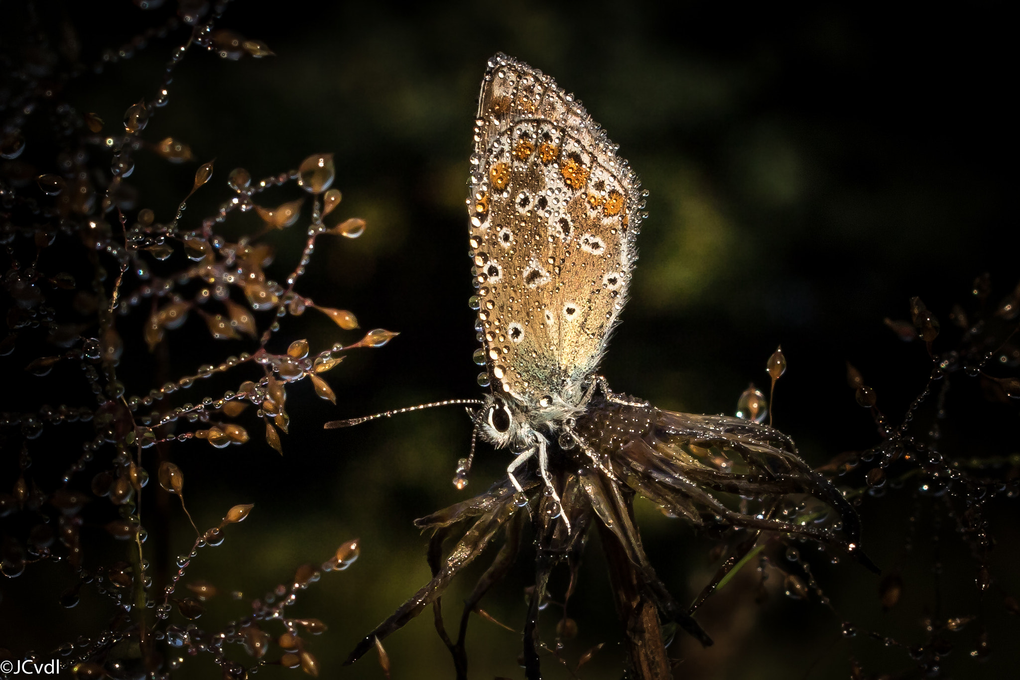 Canon EOS 7D Mark II + Canon EF-S 18-55mm F3.5-5.6 IS STM sample photo. Common blue in in dew photography