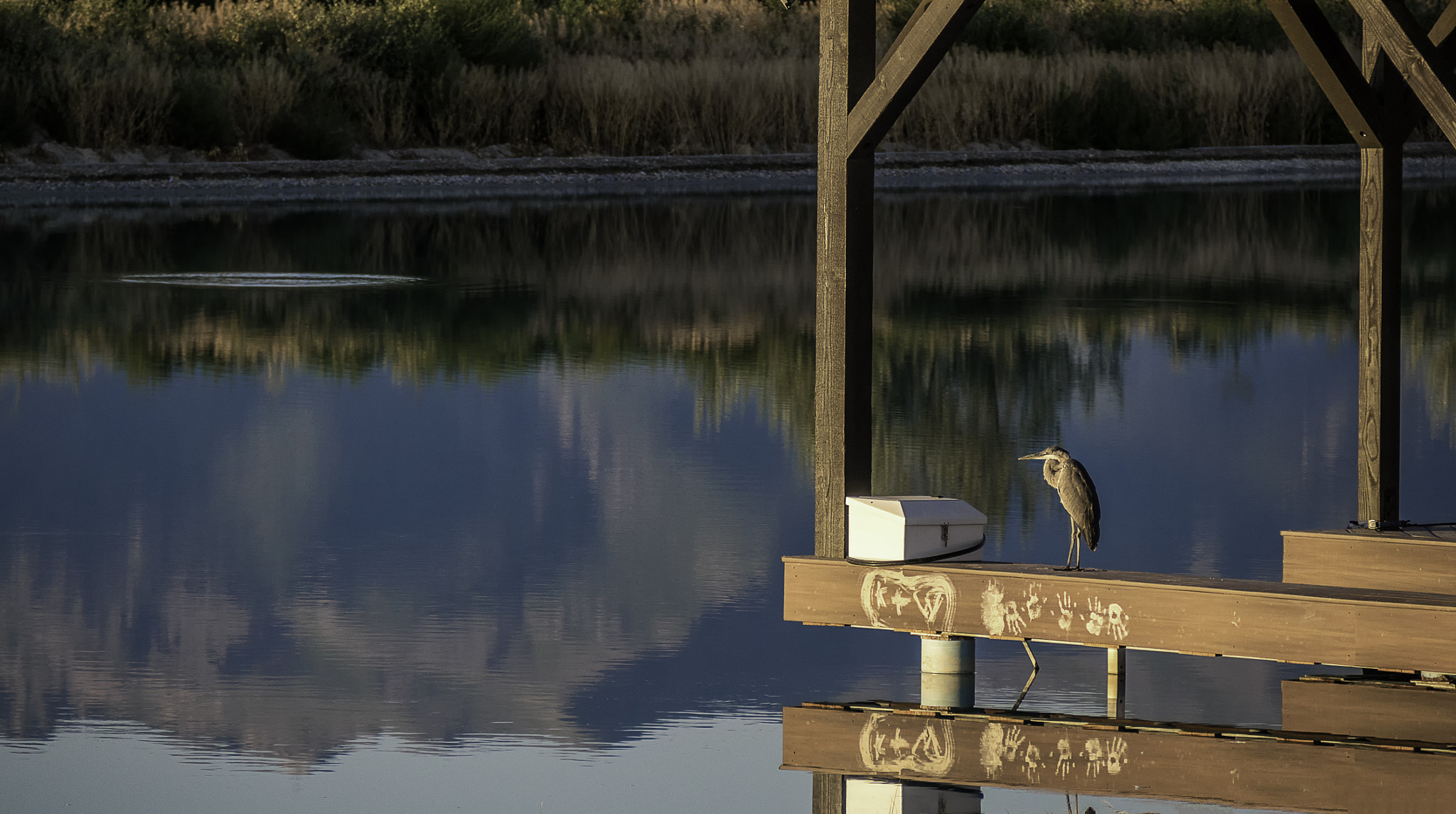 Panasonic Lumix DMC-GH4 sample photo. Mocked bird photography