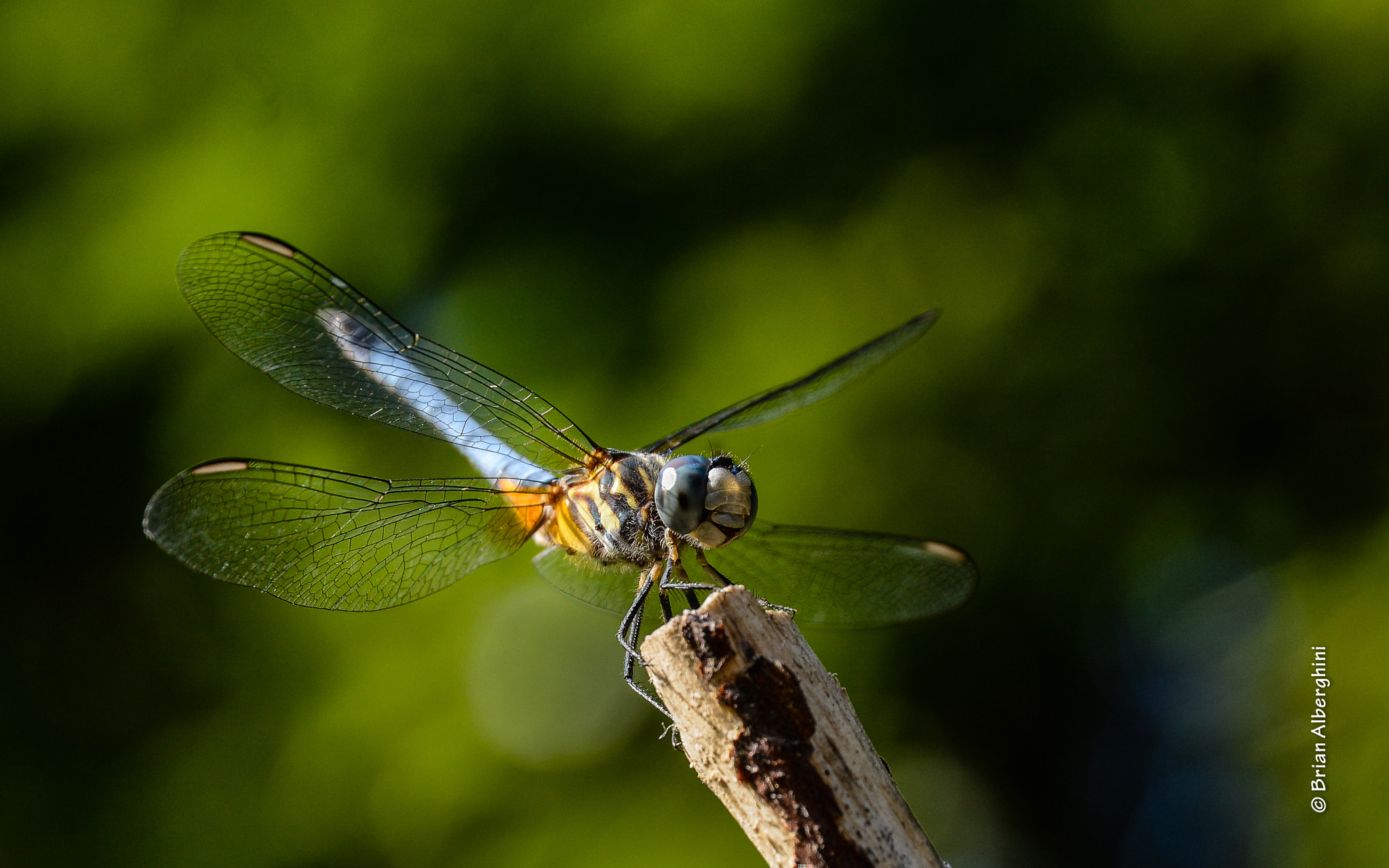 Nikon D7100 + Sigma 24-105mm F4 DG OS HSM Art sample photo. The poser photography
