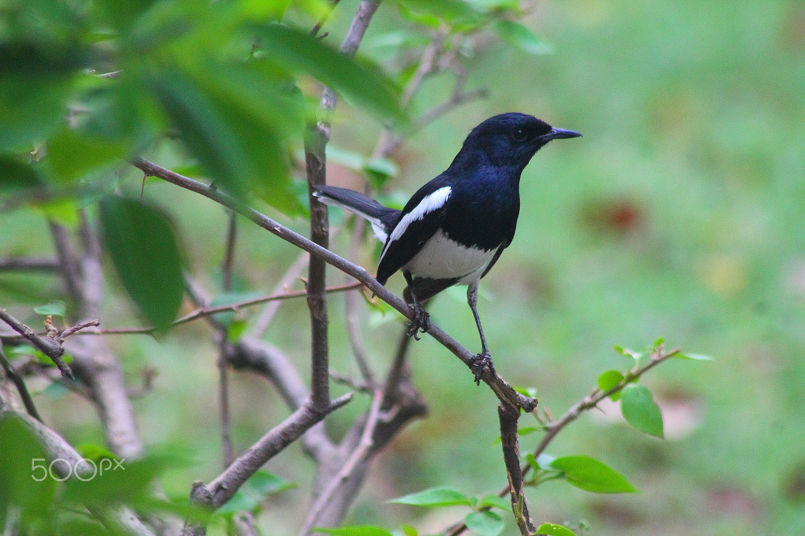 Canon EF 75-300mm f/4-5.6 USM sample photo. Oriental magpie robin photography