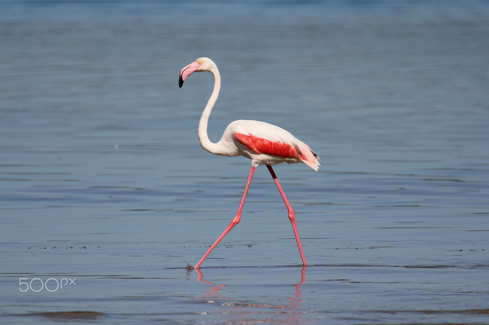 Canon EF 70-200mm F2.8L IS II USM sample photo. Great photography