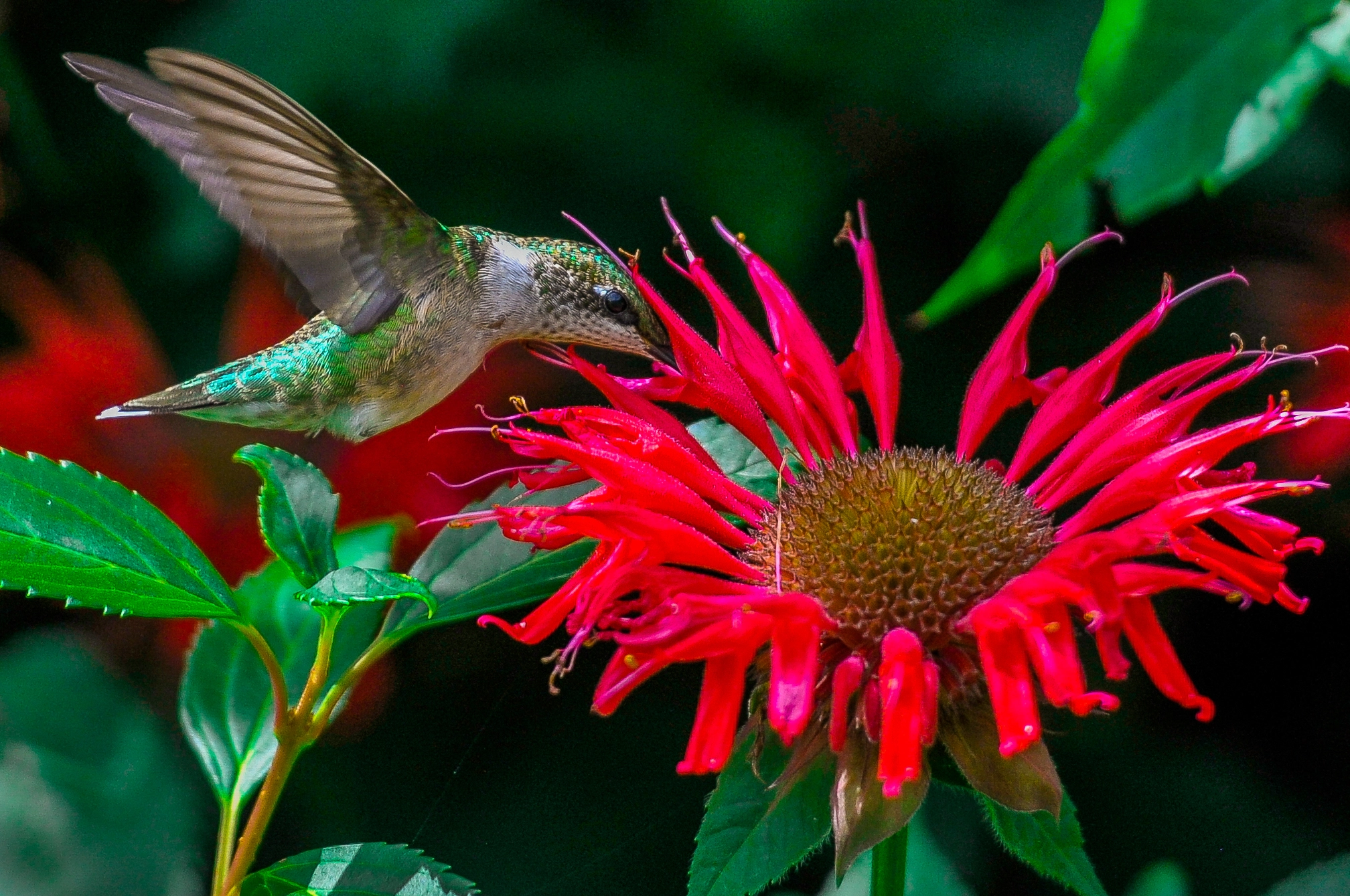 Nikon AF-S Nikkor 70-200mm F2.8G ED VR II sample photo. Hummingbird photography
