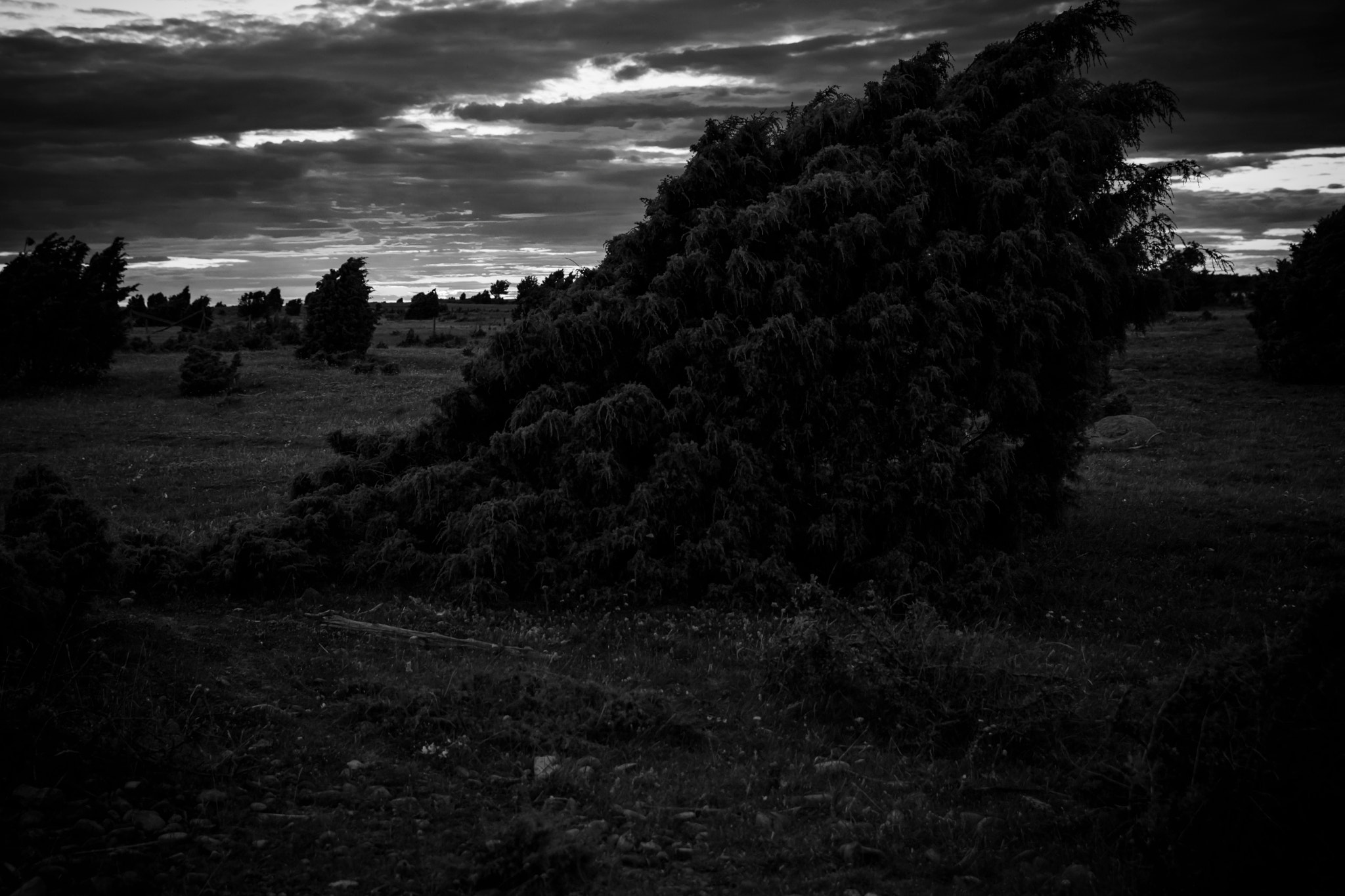 Canon EOS M3 sample photo. Gotland - klintehamn - junipers photography
