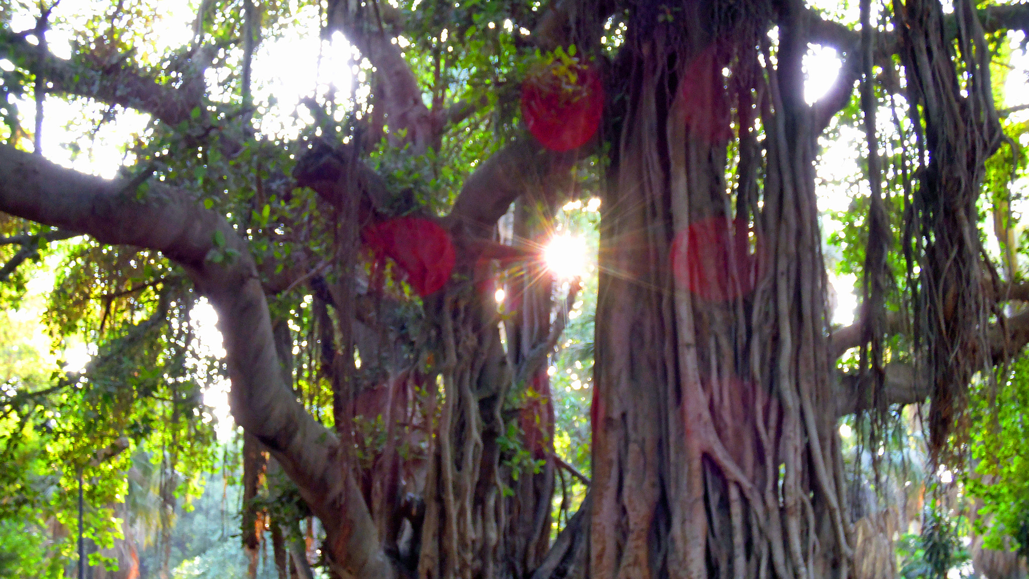 Samsung WB2200F sample photo. The sun & old tree. photography
