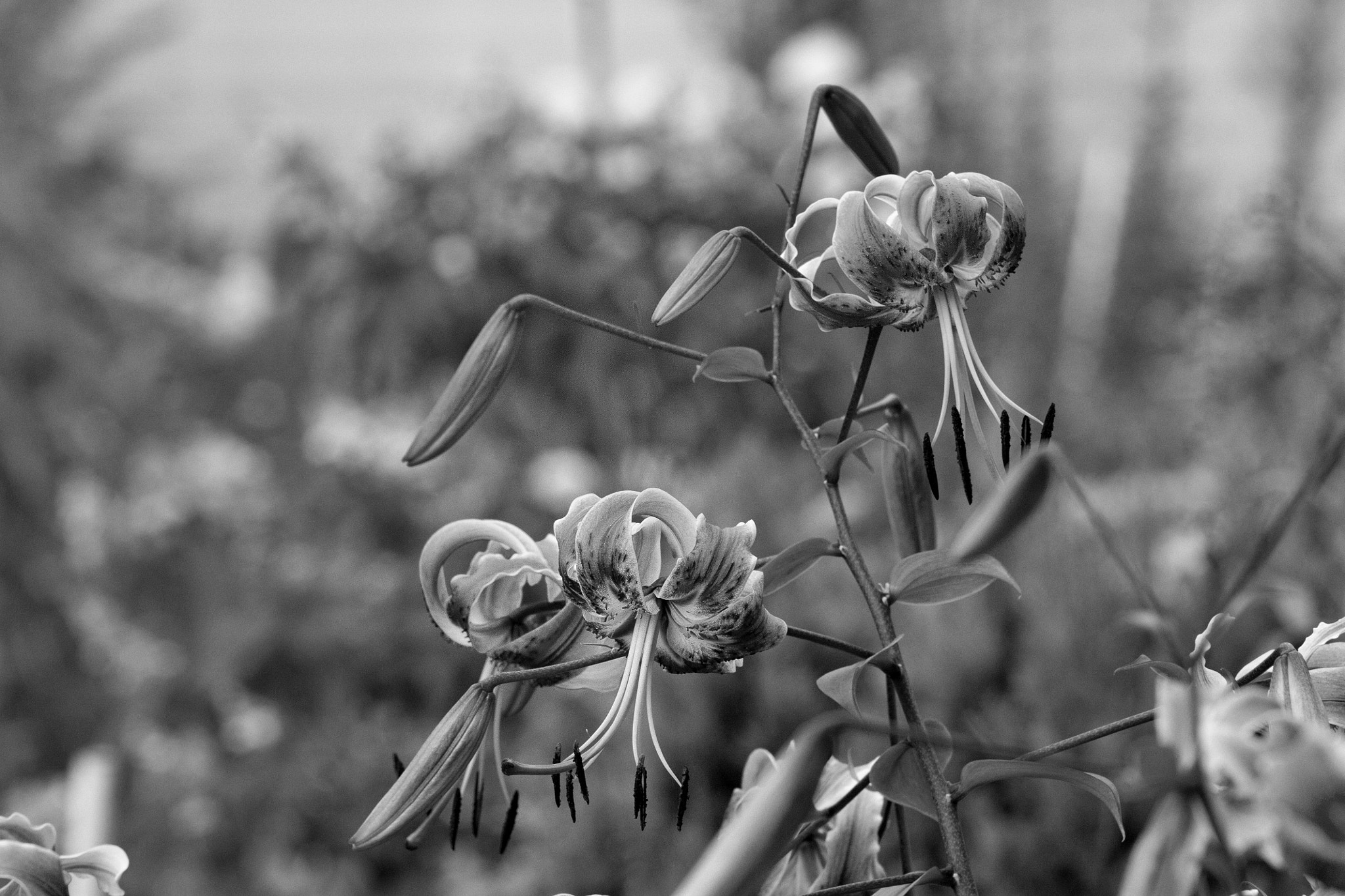 Canon EF 35-80mm f/4-5.6 sample photo. Roślinki photography