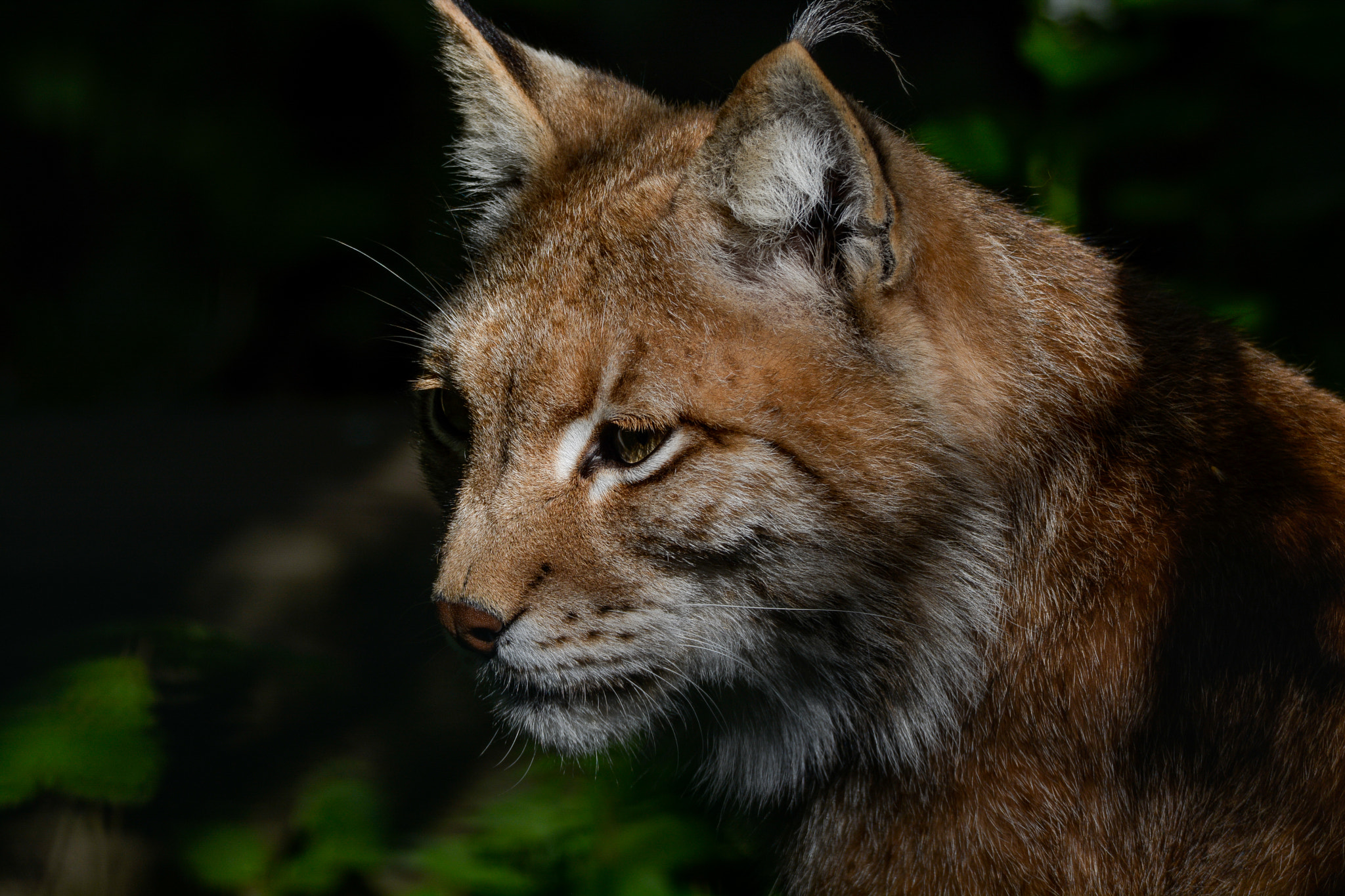Sigma 120-400mm F4.5-5.6 DG OS HSM sample photo. Luchs photography