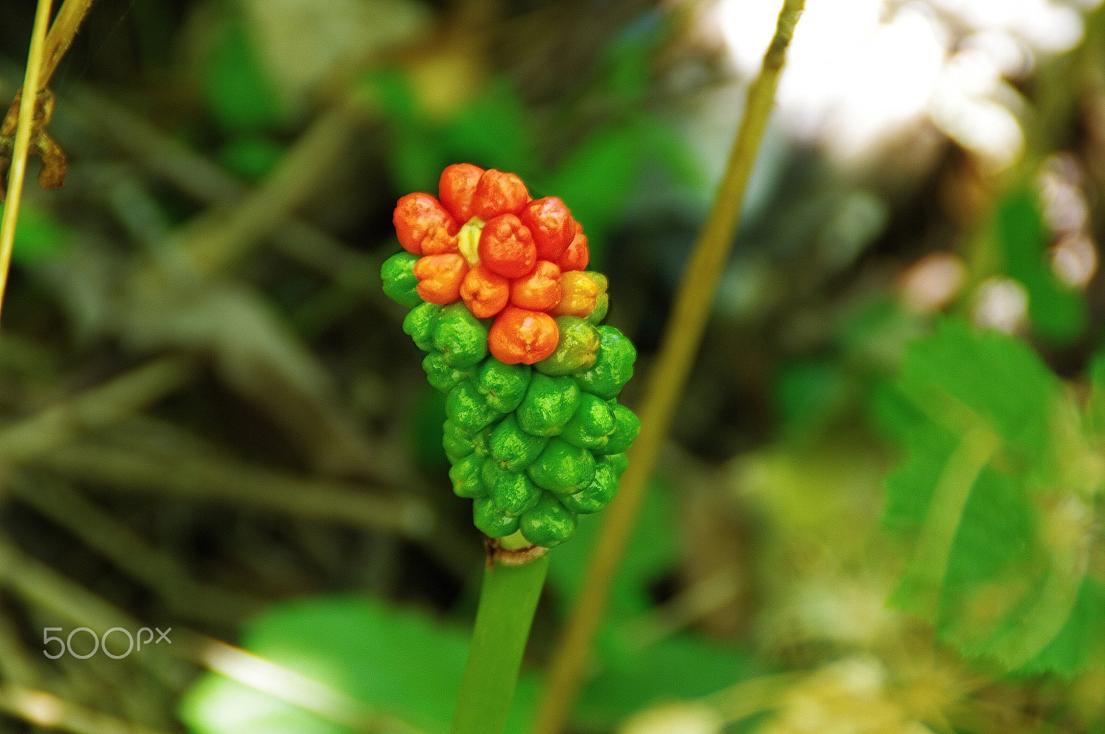 Tamron AF 18-200mm F3.5-6.3 XR Di II LD Aspherical (IF) Macro sample photo. The colors of nature photography