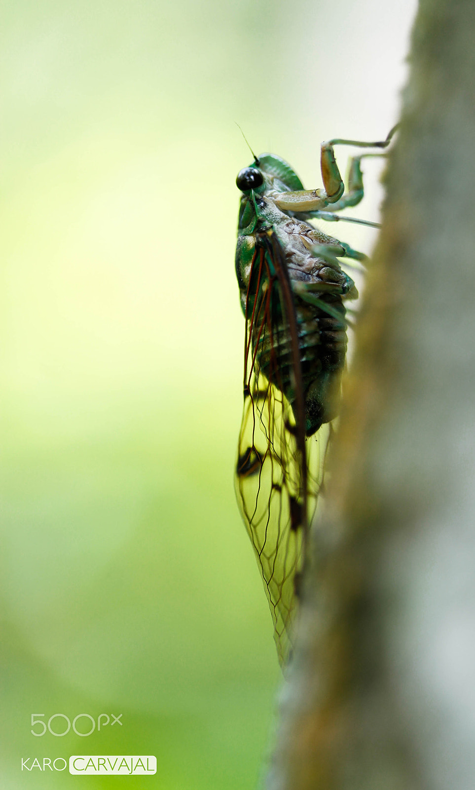 Canon EF-S 60mm F2.8 Macro USM sample photo. Temporada de cigarras photography