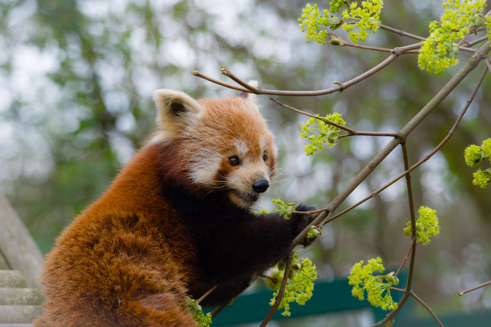 Sigma 120-400mm F4.5-5.6 DG OS HSM sample photo. Kleiner panda photography