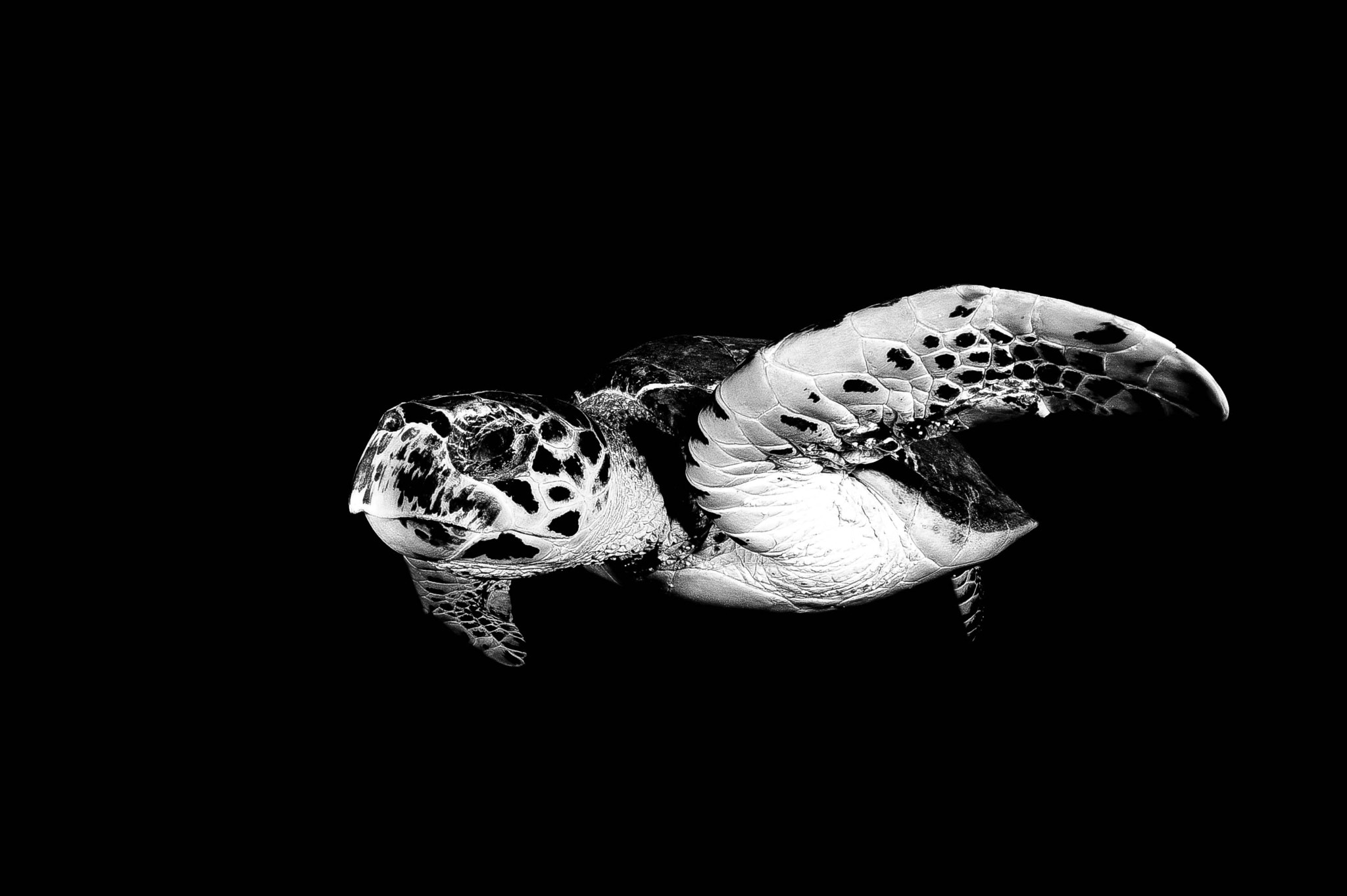 Nikon D700 + Nikon AF Fisheye-Nikkor 16mm F2.8D sample photo. Green sea turtle chelonia mydas photography