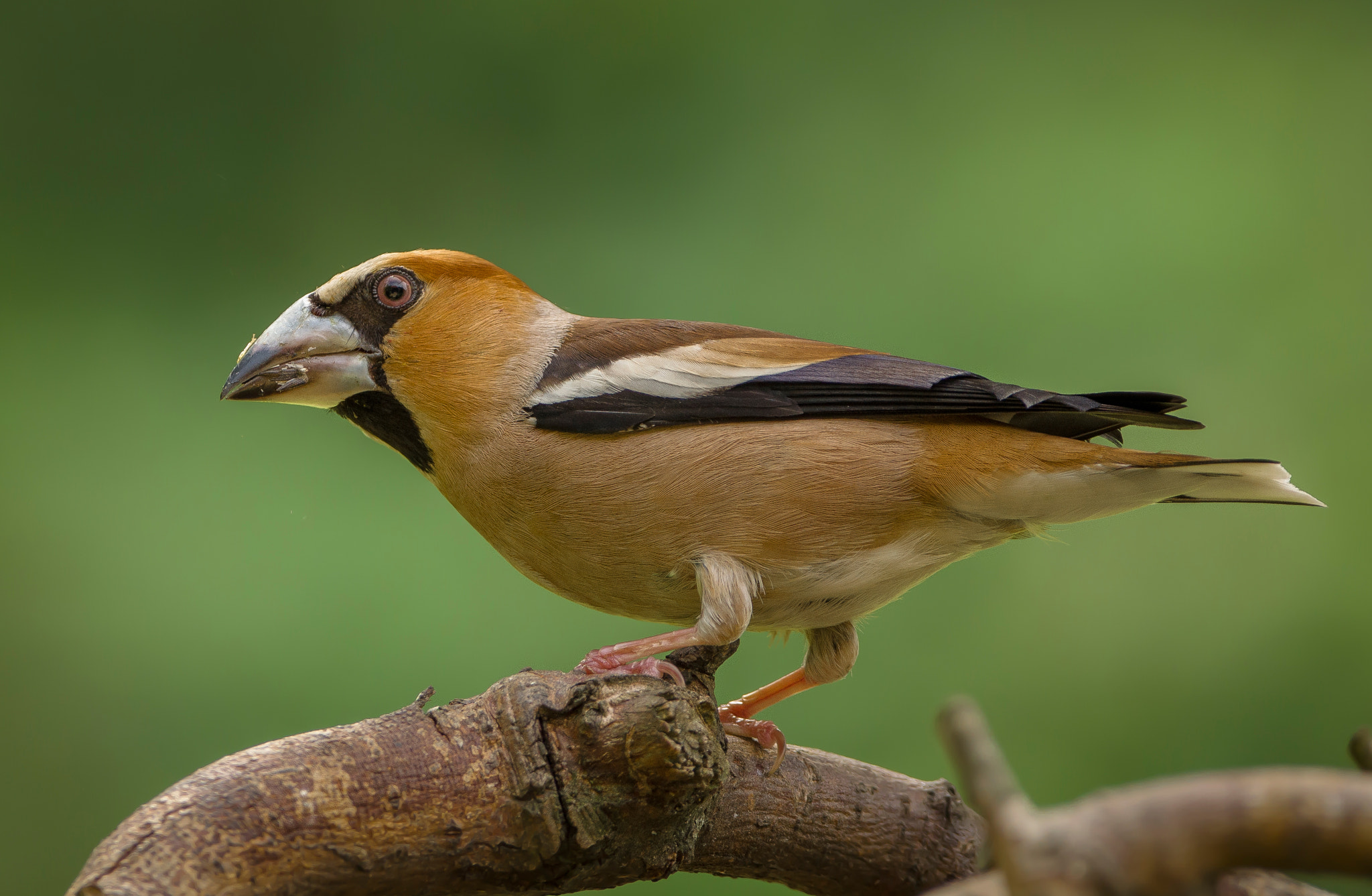 Sigma 150-600mm F5-6.3 DG OS HSM | C sample photo. Hawfinch photography
