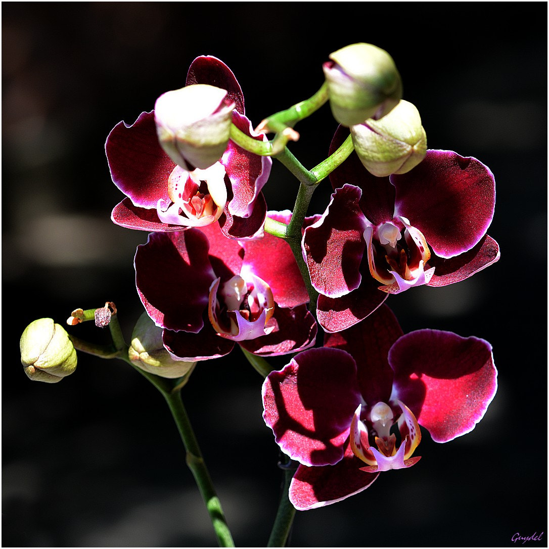 Nikon D5200 + Tamron SP 90mm F2.8 Di VC USD 1:1 Macro (F004) sample photo. Purple orchids photography