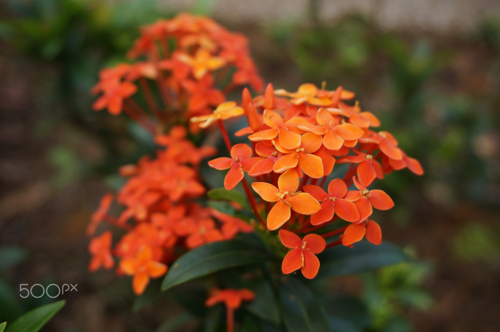Sony Alpha NEX-6 + Sony E 18-50mm F4-5.6 sample photo. Ixora  photography
