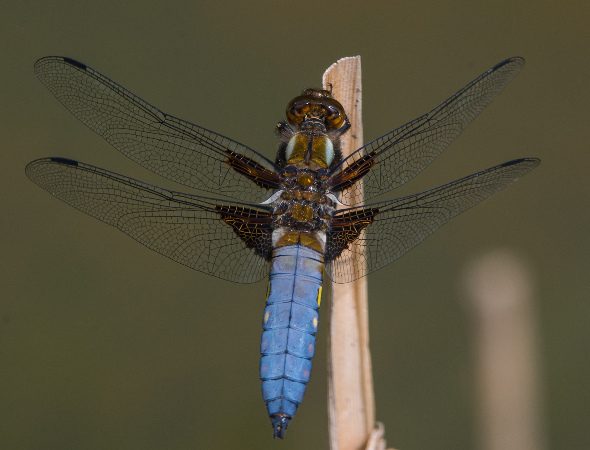 Sigma 120-400mm F4.5-5.6 DG OS HSM sample photo. Plattbauchlibelle  photography