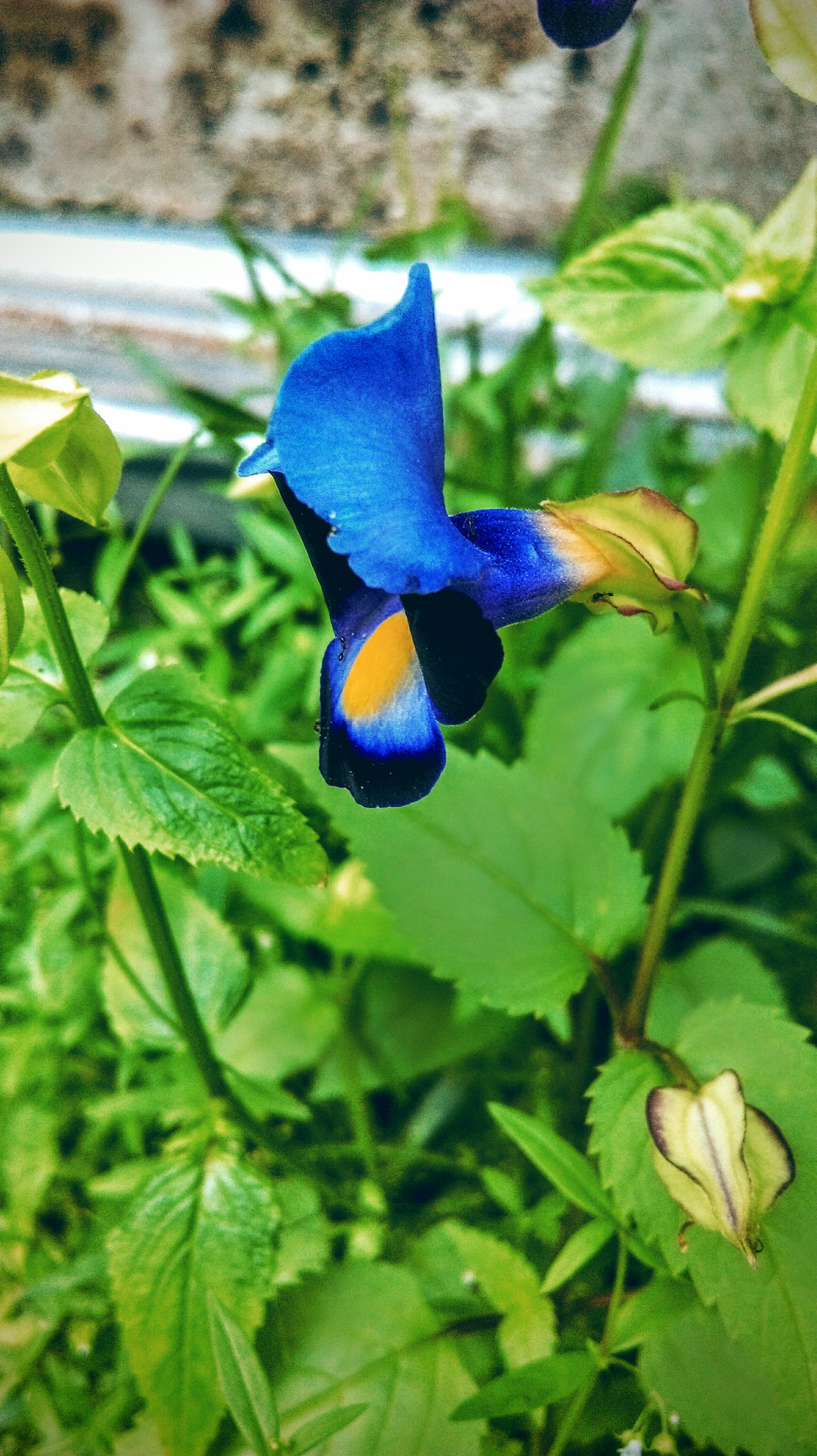 HTC DESIRE 820 DUAL SIM sample photo. The blue flower photography