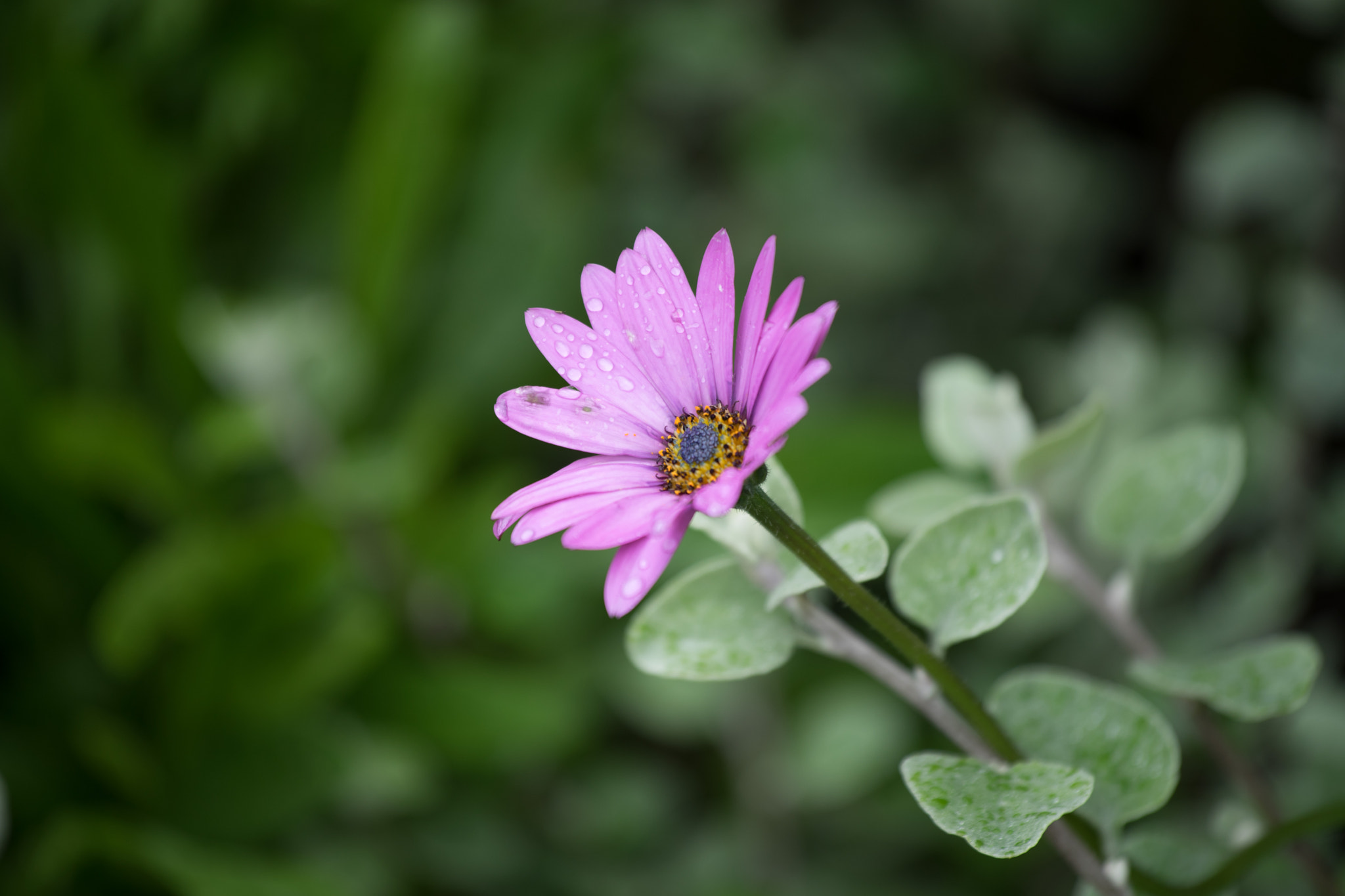 Tamron 18-270mm F3.5-6.3 Di II PZD sample photo. Flower close ups photography
