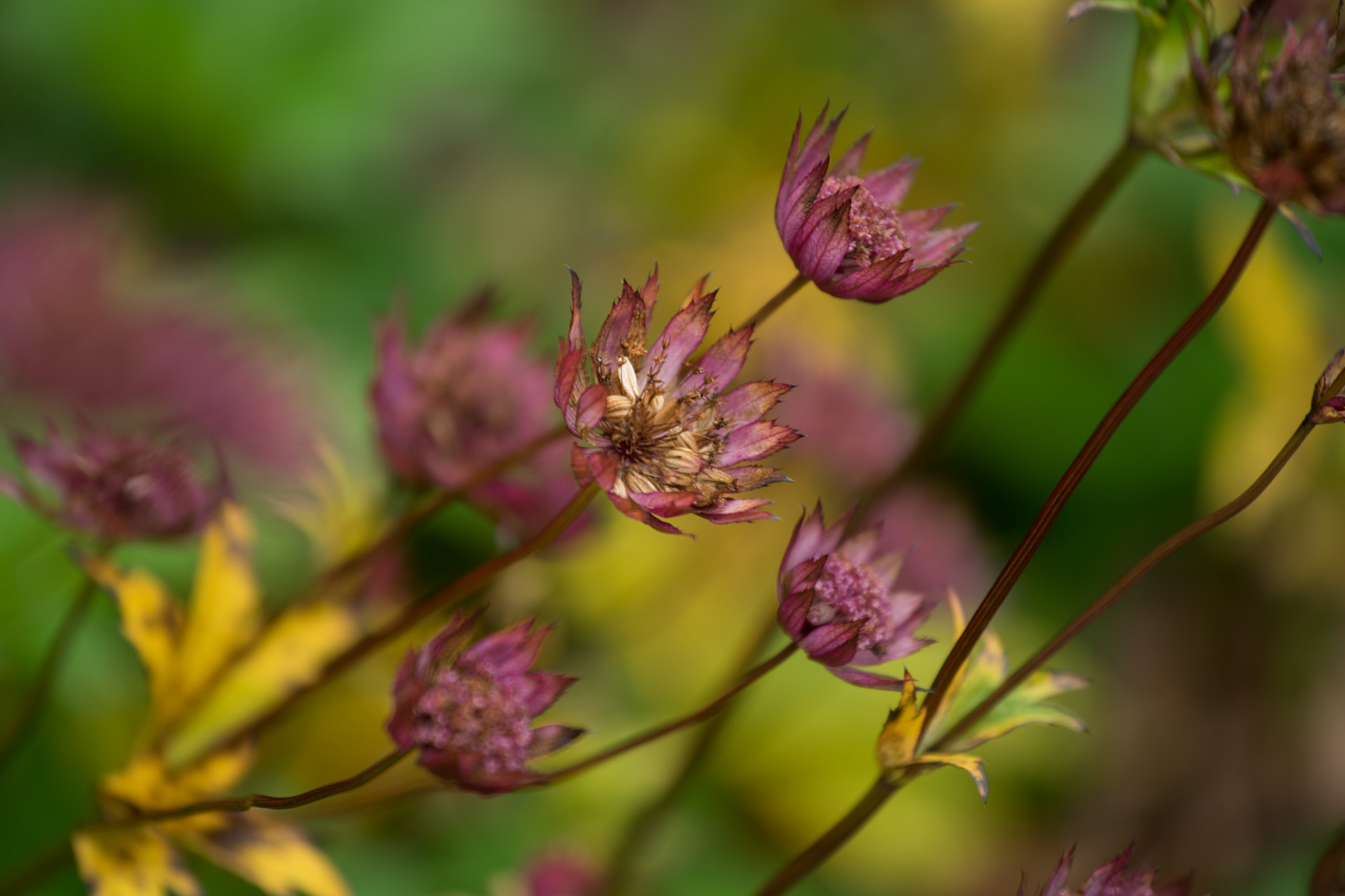 Tamron 18-270mm F3.5-6.3 Di II PZD sample photo. Flower close ups photography