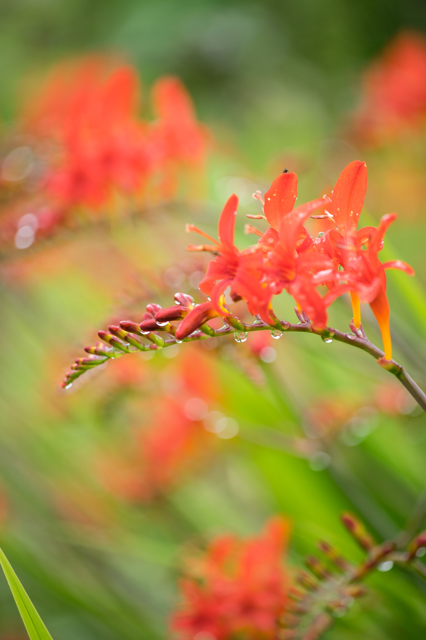 Tamron 18-270mm F3.5-6.3 Di II PZD sample photo. Flower close ups photography