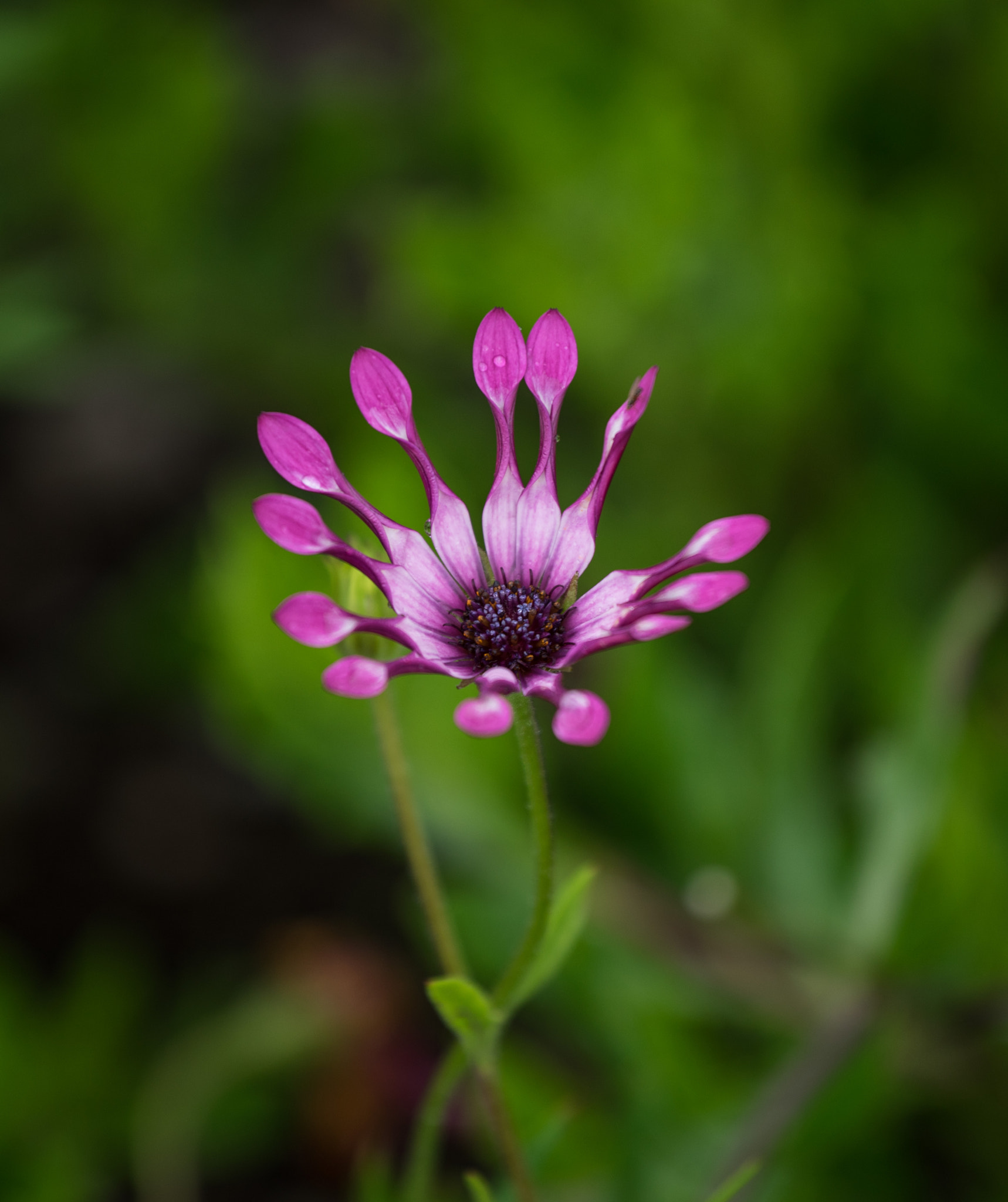 Tamron 18-270mm F3.5-6.3 Di II PZD sample photo. Flower close ups photography